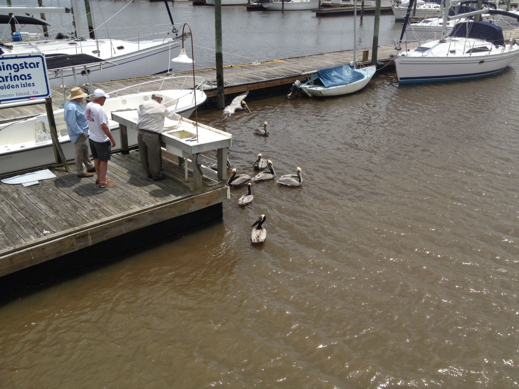 08-Pelicans-Waiting-For-Their-Treat