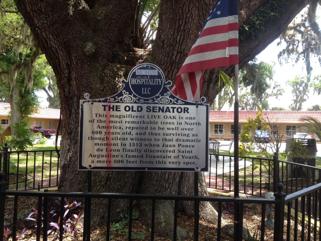 19-The-Old-Senator-Tree-Over-600-Years-Old