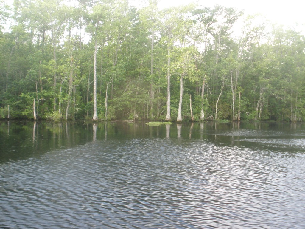 05-Cypress-Swamp-Along-Pasquotank-River